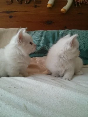 ADORABLE MUNCHKIN KITTENS