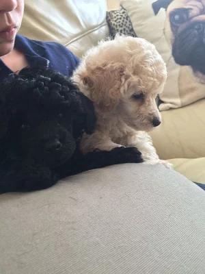 Zdravé štěňata pudlíků