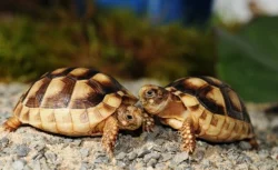 Suchozemské želvy a terária - Rozvoz po ČR