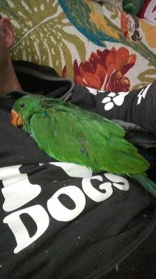 Eklektus polychloros
