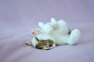 Kocourek hledá domov