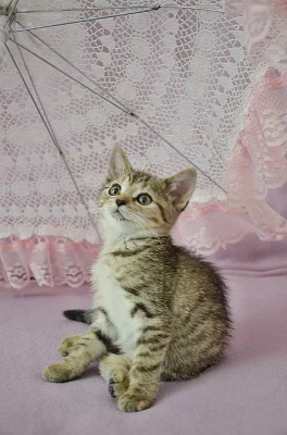 Kočička hledá domov