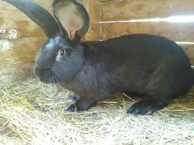 Prodej králíků,prodávám králíky