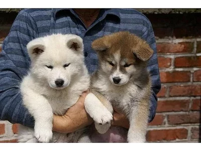 bambam Akita štěňata