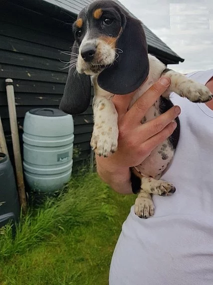 regimentovaný Basset Hound