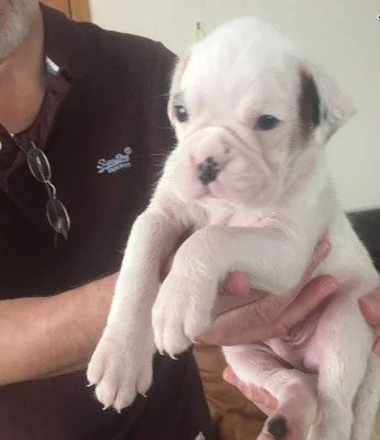 Pet boxer štěňata