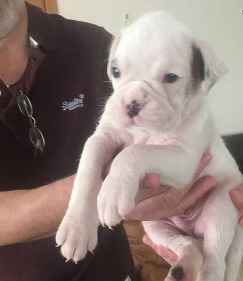 Pet boxer štěňata
