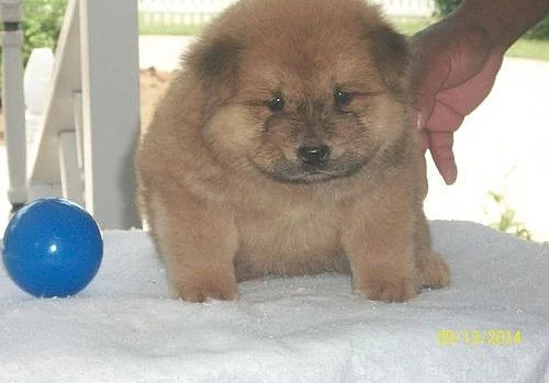 muž a žena Chow Chow