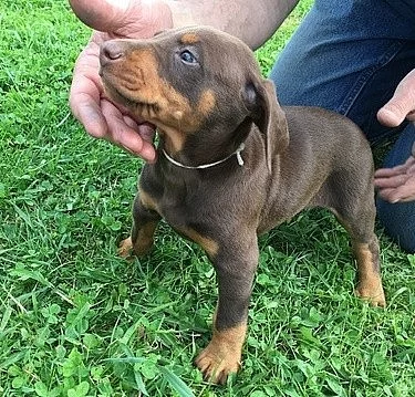 Sunny Doberman