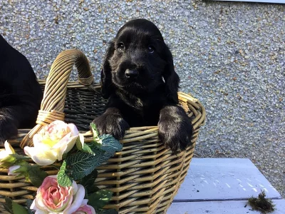 připojte Cocker Spaniel