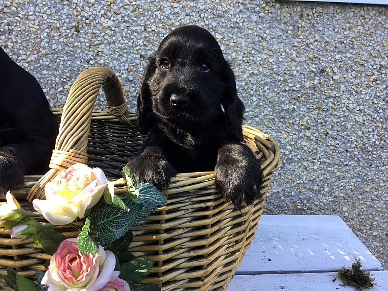 připojte Cocker Spaniel