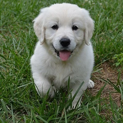 johnson Gaga Golden Retreiver