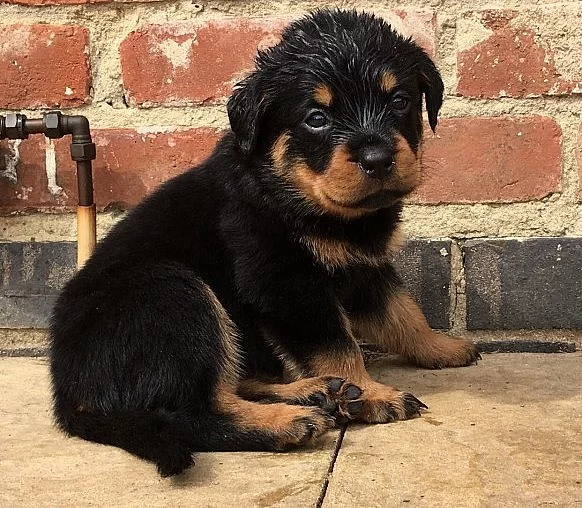 Rotweiller štěňata připravena