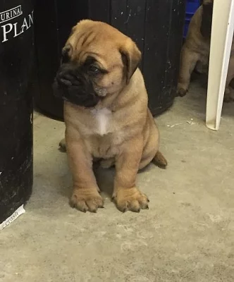 býčí mastiff štěňata pro x masový dárekbýčí mastiff štěňata