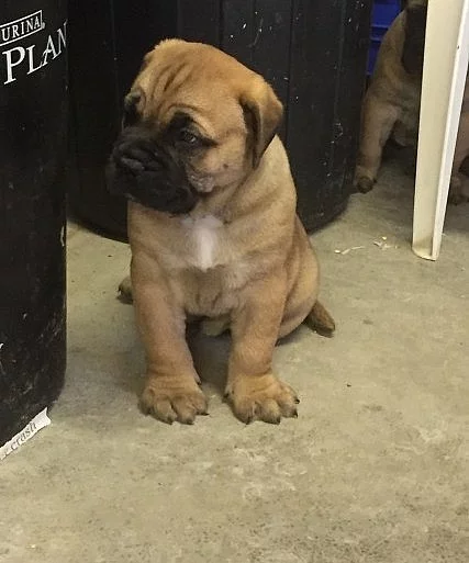 býčí mastiff štěňata pro x masový dárekbýčí mastiff štěňata