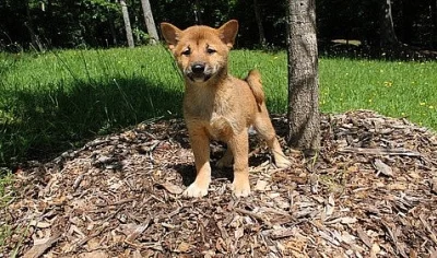 Sable-parti Shiba Inu