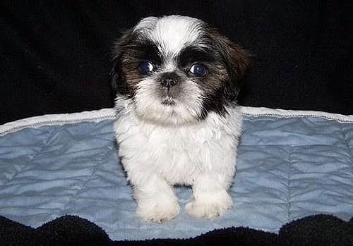 Akc Cooper Shih Tzu