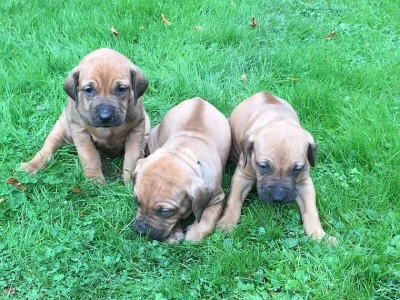 Penelope Rhodesian štěňata