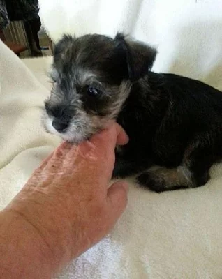 samci a samic Schnauzer štěňata
