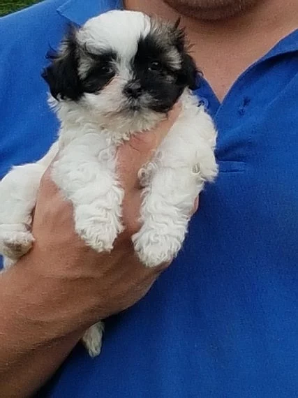 G 1 Maltipoo je připraveno jít