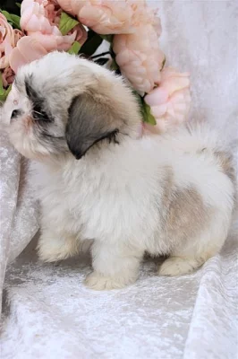 Punkin Alaga Malshi muž a žena