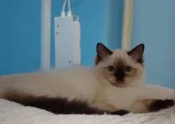 Ragdoll koťátka s PP