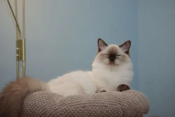 Ragdoll koťátka s PP