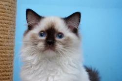 Ragdoll koťátka s PP