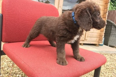 připravena na Labradoodle