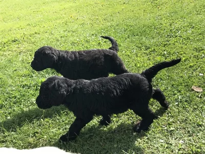 registrované štěňata Goldendoodle