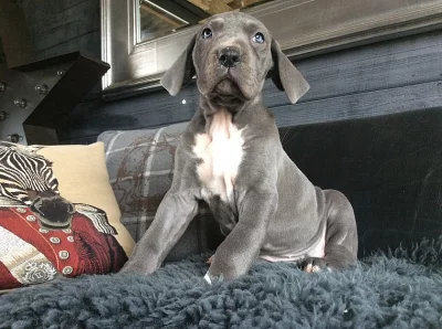 S čistý muž a žena Great Dane