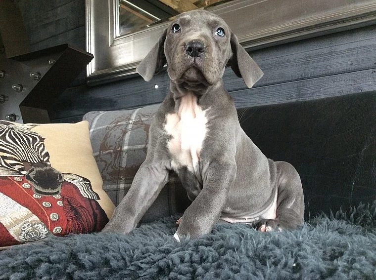 S čistý muž a žena Great Dane