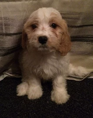 bouře Cavapoo muž a žena