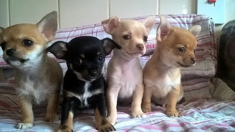Chorkie připravenéChorkie připravenéChorkie připravenéChorki
