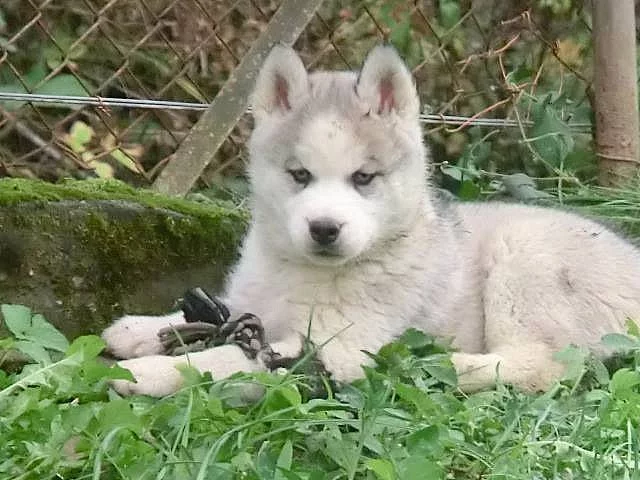Sibiřský husky s PP
