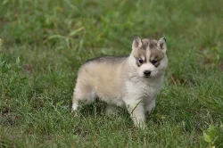 Sibiřský husky s PP