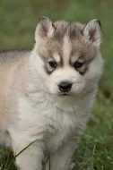 Sibiřský husky s PP
