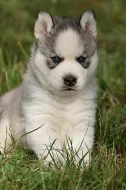 Sibiřský husky s PP