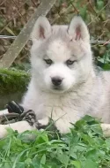 Sibiřský husky s PP