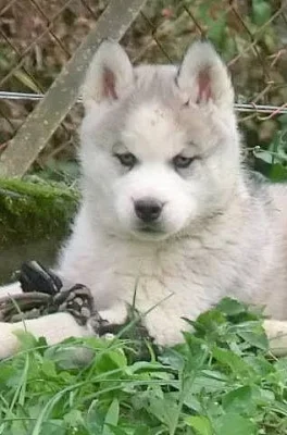 Sibiřský husky s PP