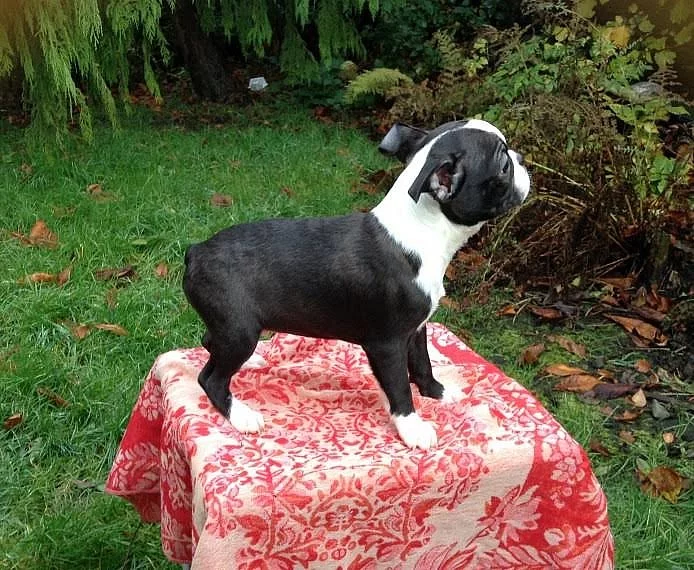 Boston Terrier štěňata