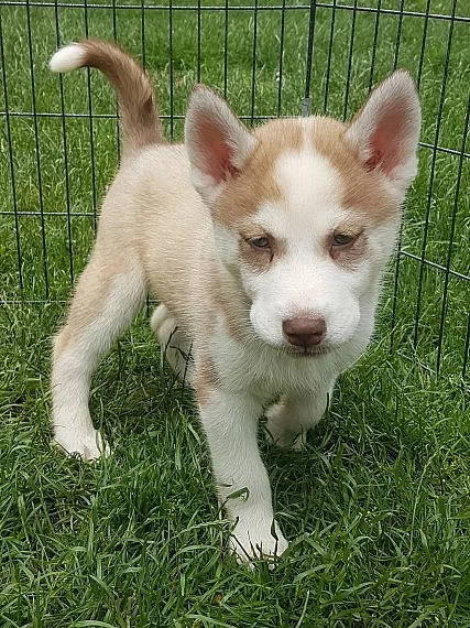 malingo make a samice sibiřských husky štěňátek