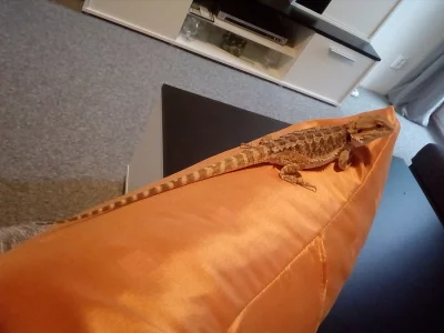 Prodám 2 měsíční agamu vousatou