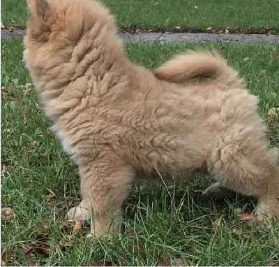 chow chow připravit nyní