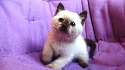 Britská koťátka color point