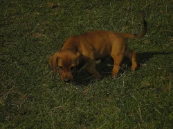 Štěňata - alpský brakýř jezevčíkovitý