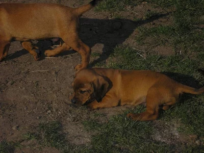 Štěňata - alpský brakýř jezevčíkovitý