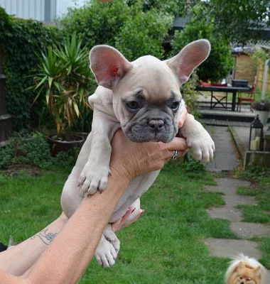 Štěňata francouzského bulldogu