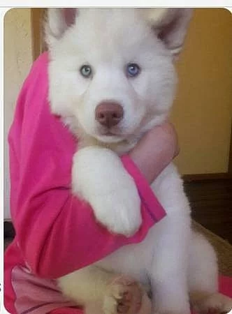 SuperAkci registrovali sibiřské husky štěňátka