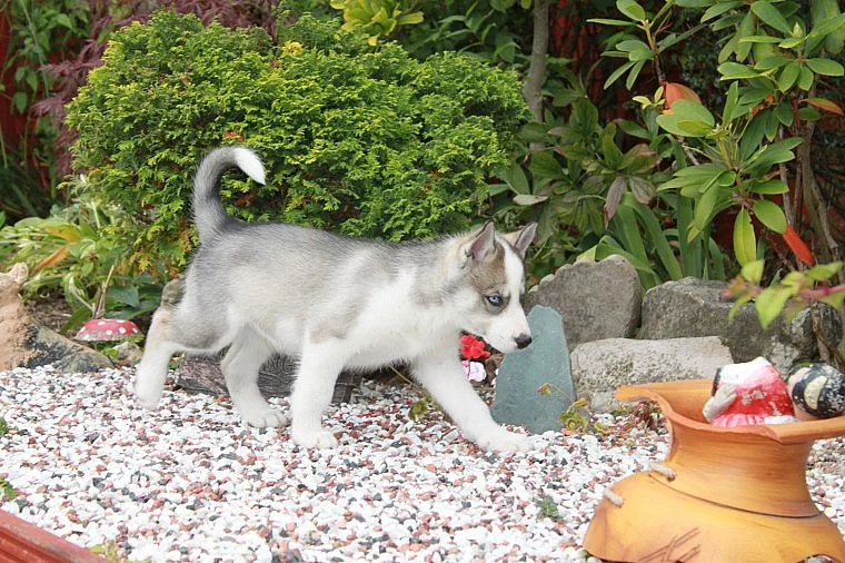 Purebred Sibiřský Husky Štěňátka